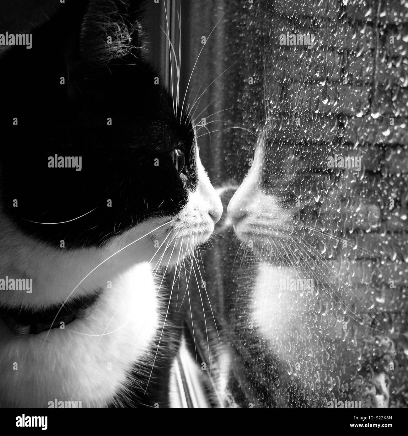 Top 94+ Images My Cat Looks Out The Window All Day Excellent