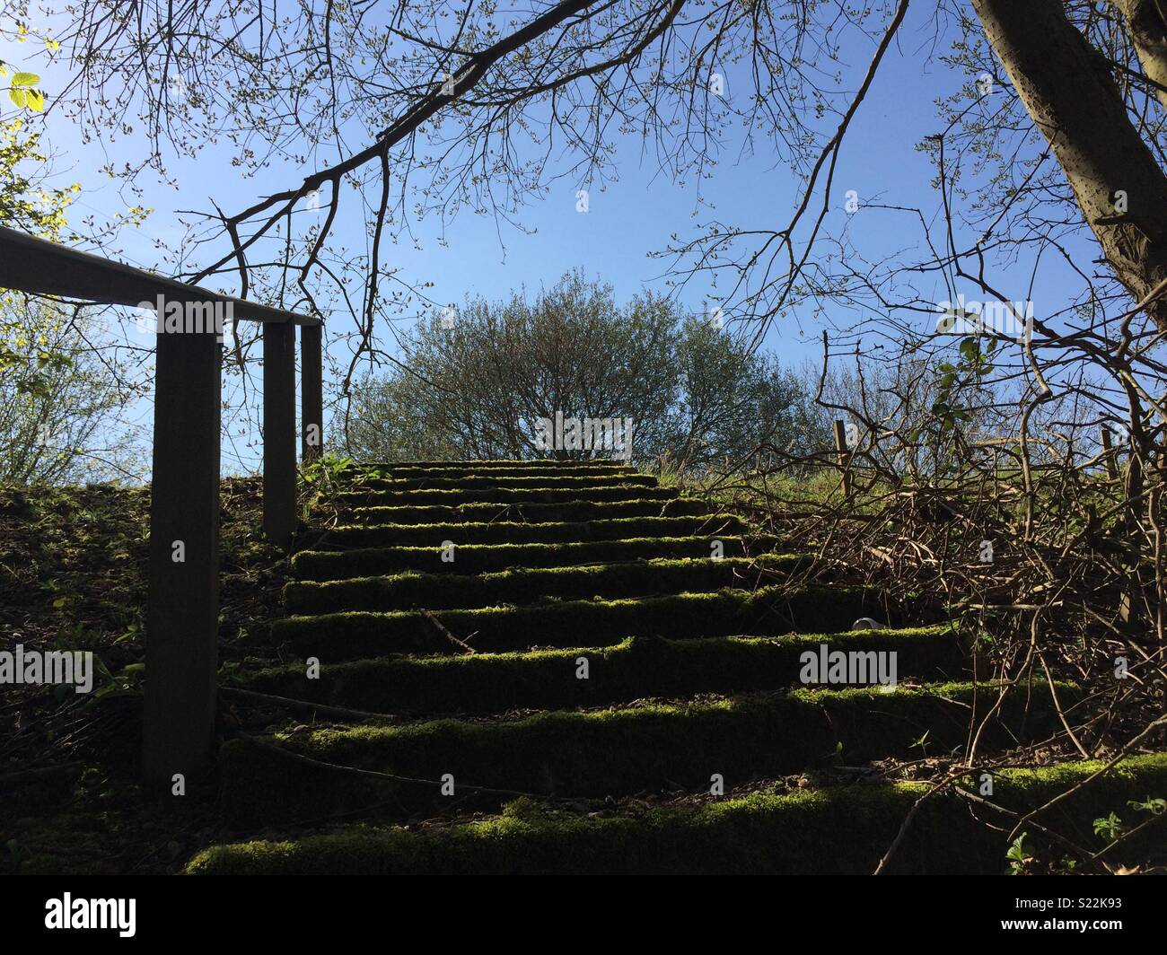 Mossy and shadowy stone steps in woodland Stock Photo - Alamy