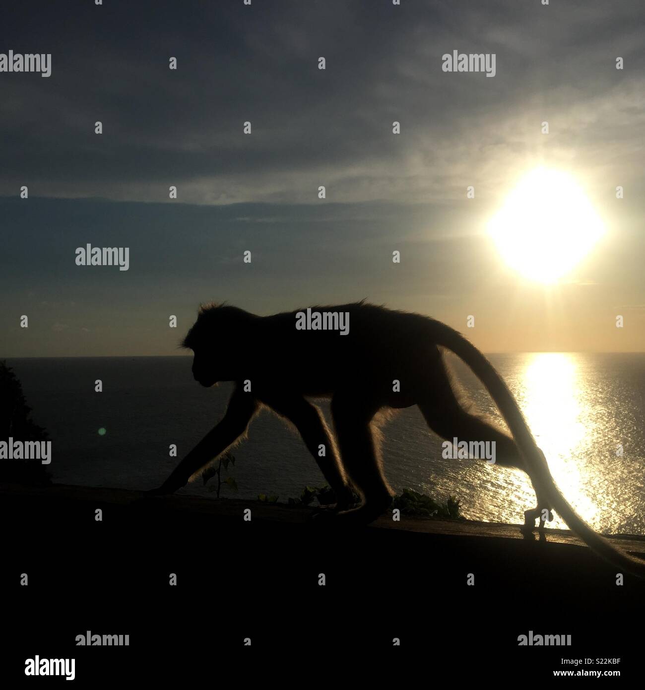 Monkey sunset hi-res stock photography and images - Alamy