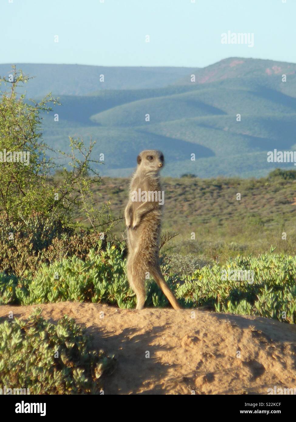 Meerkat, South Africa Stock Photo - Alamy