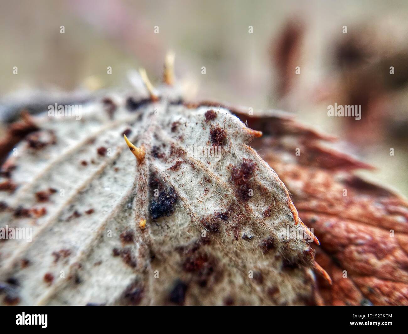 Thorns on a leaf macro - Smartphone Captured Stock Image