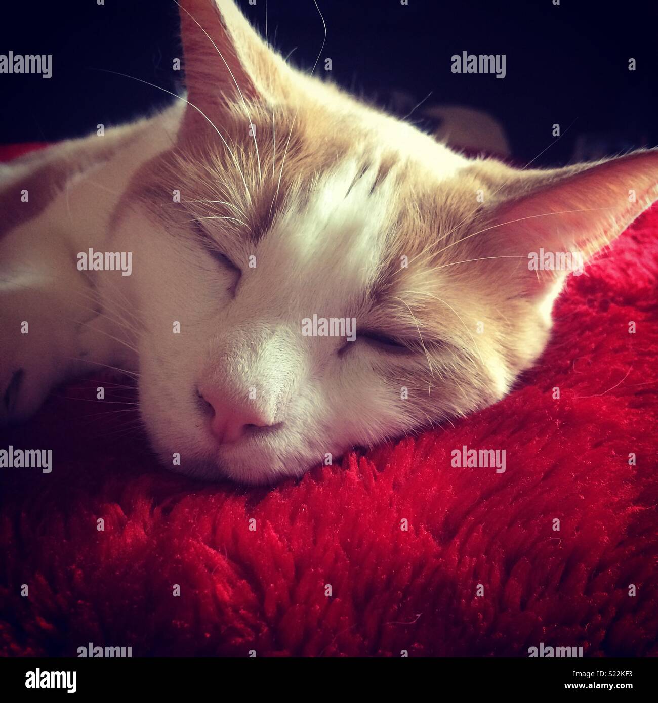 cat sleeping!! Stock Photo Alamy
