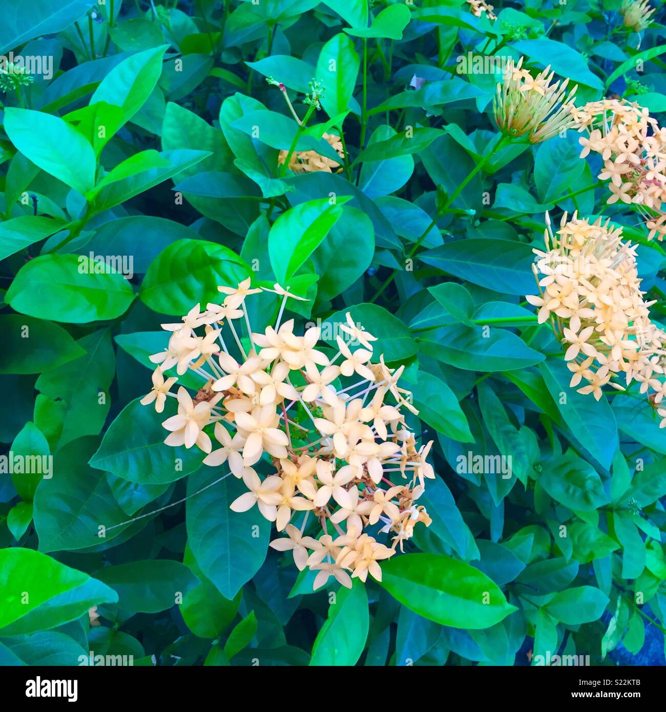 Lush orange flowers hi-res stock photography and images - Alamy