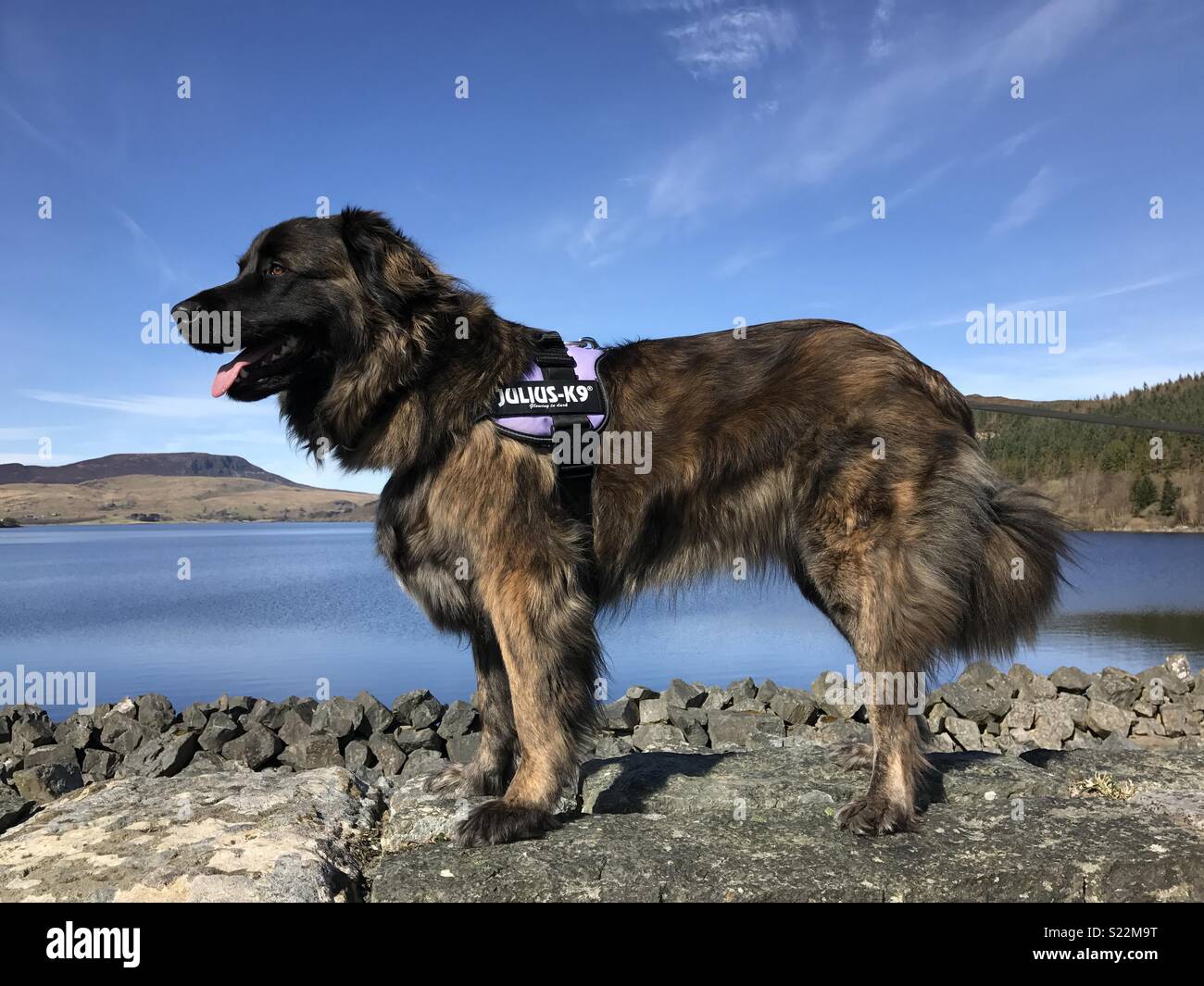 Estrela Mountain Dog Stock Photo