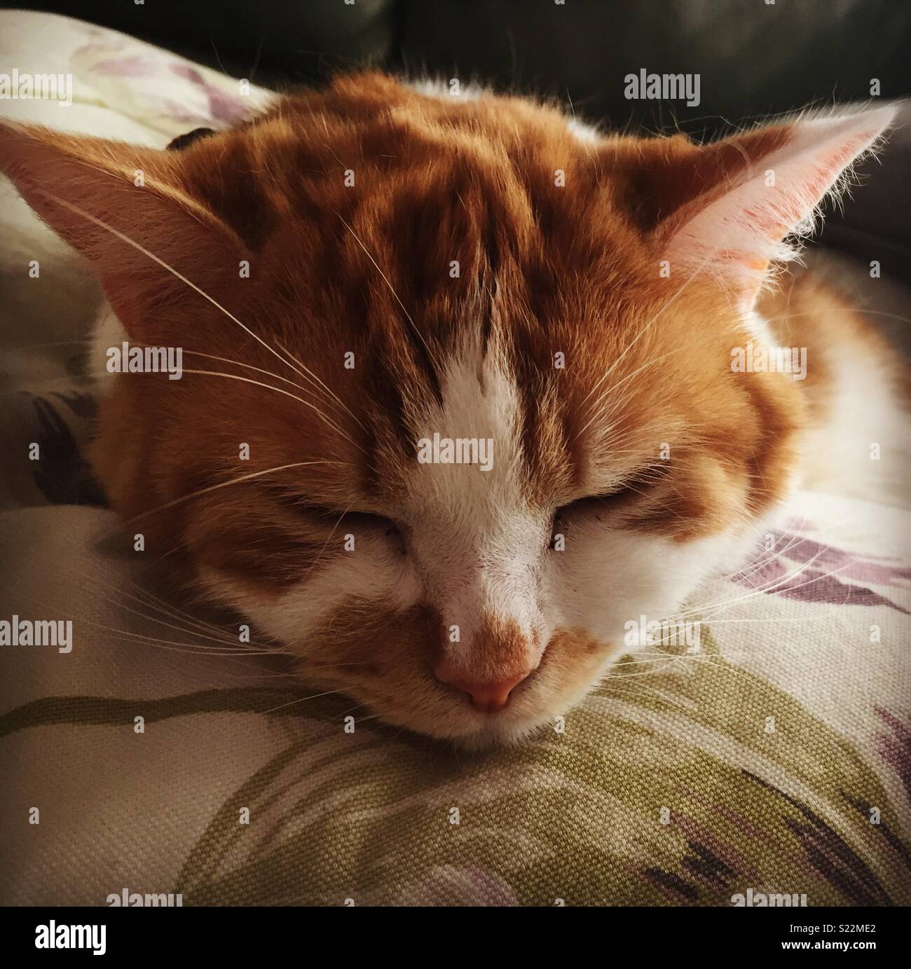 Soft kitty, Warm kitty, Little ball of fur. Happy kitty, Sleepy kitty