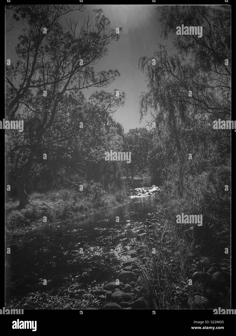River running through garden at Vergelegen Estate, Somerset West, South Africa. - Smartphone Captured Stock Image