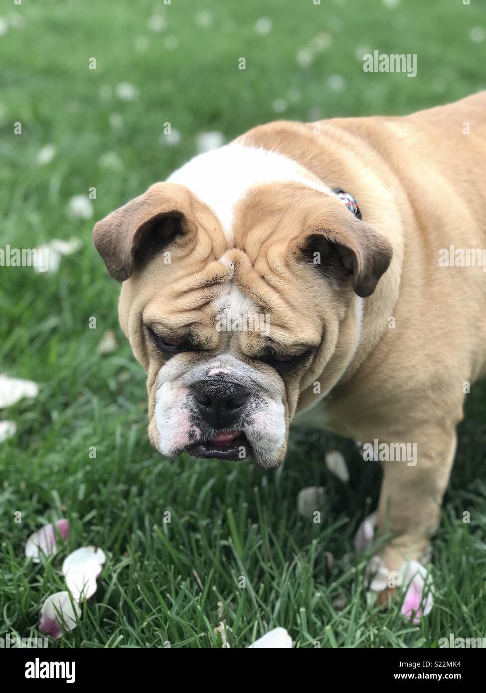An inquisitive bulldog with a Chanel dog collar looks to camera as the dog  walker chats to a friend on a sunny spring day Stock Photo - Alamy