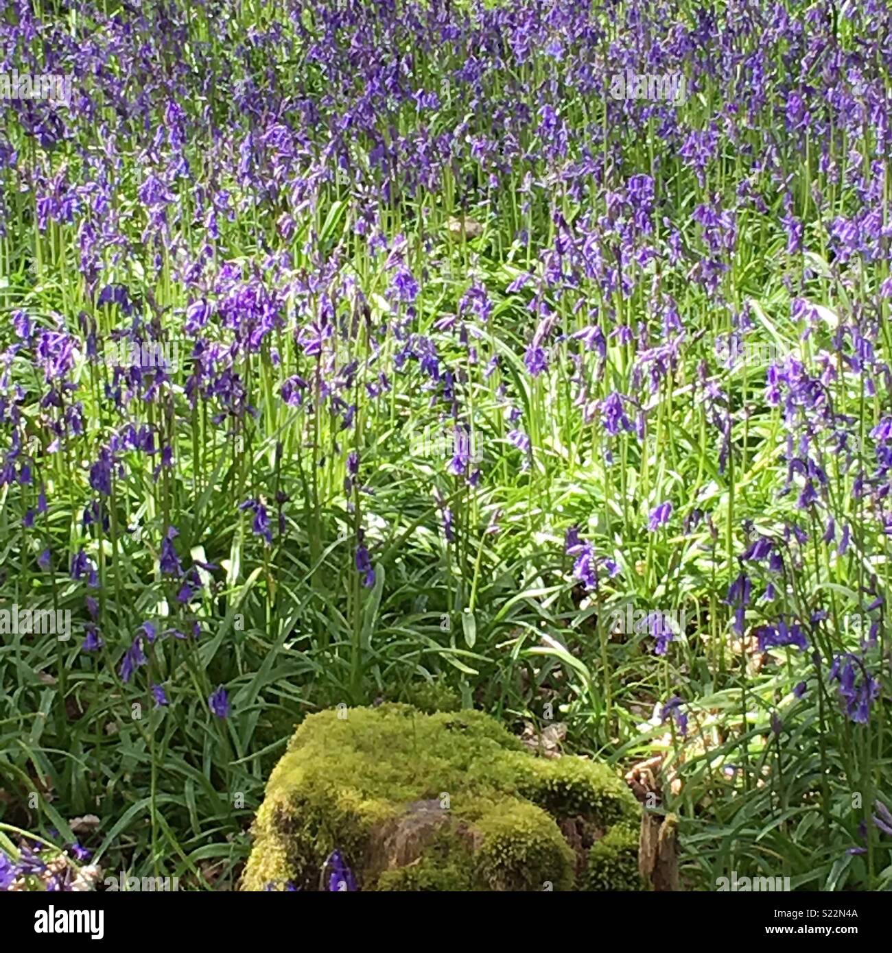 A mossy boulder in front of a carpet of bluebells Stock Photo