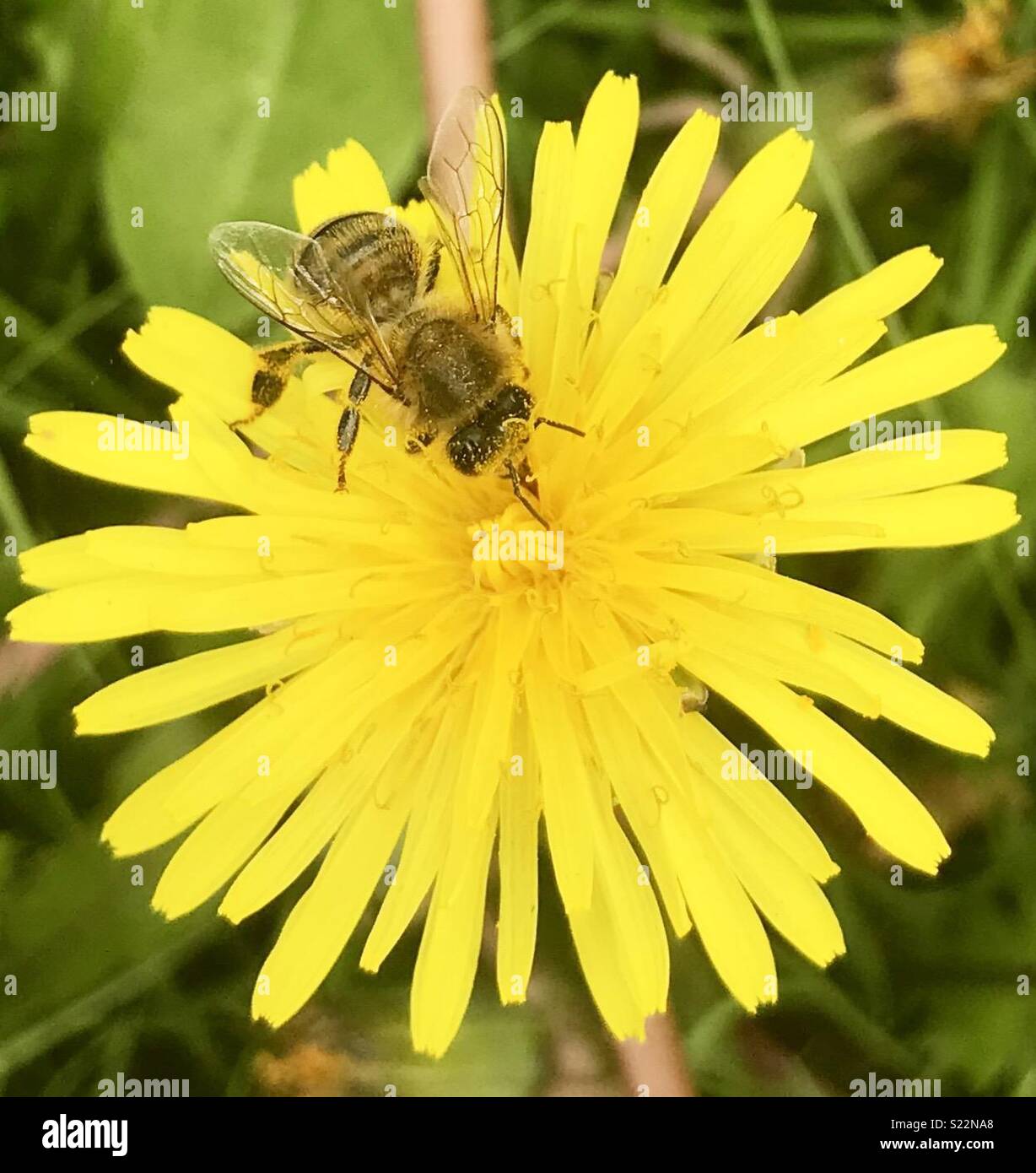 Honey bee getting Nectar/ pollen Stock Photo