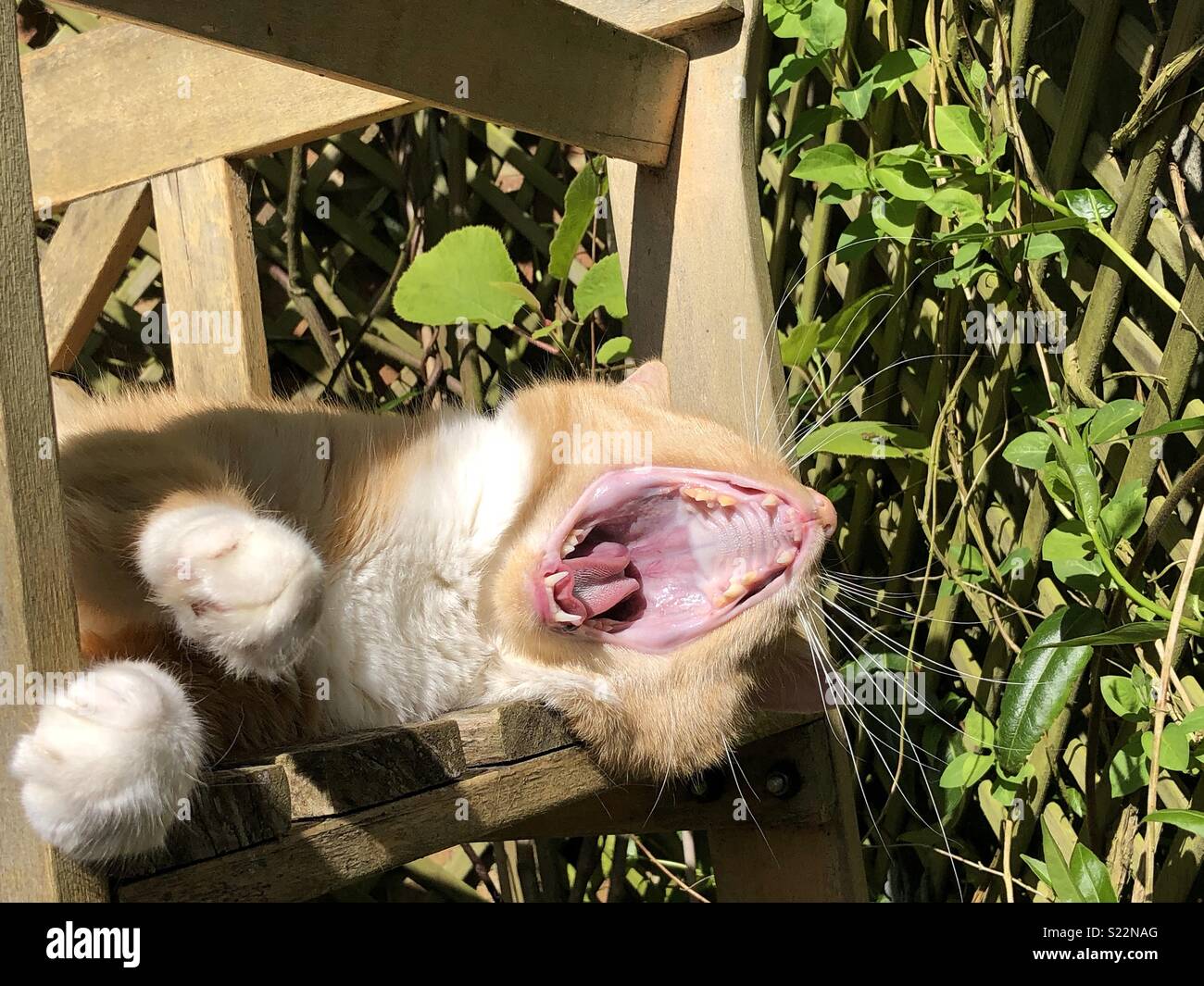 Domestic ginger cat resting on garden bench yawning with mouth wide open Stock Photo