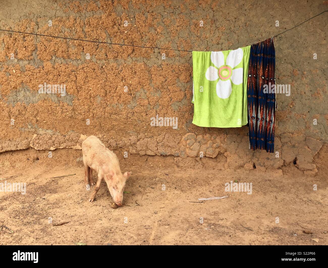 Snuffling pig and washing line - Smartphone Captured Stock Image
