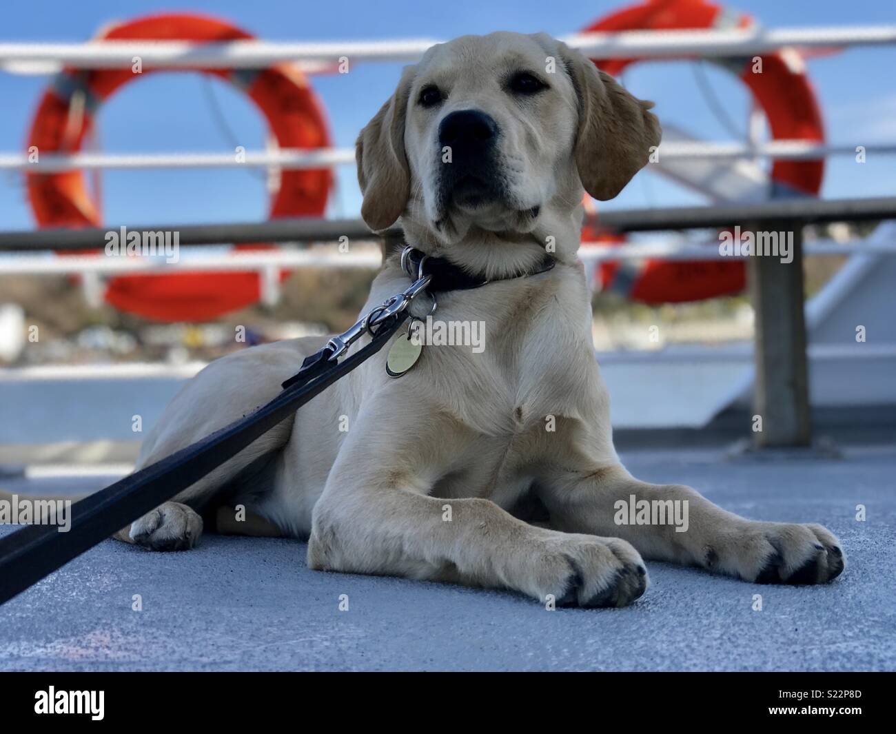 Labrador Guide Dog puppy on a boat Stock Photo
