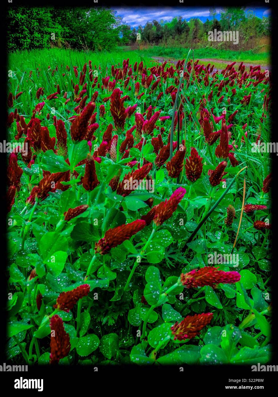 Deeply vivid photo of honeybee's buffet- Crimson Clover field in North Carolina - Smartphone Captured Stock Image