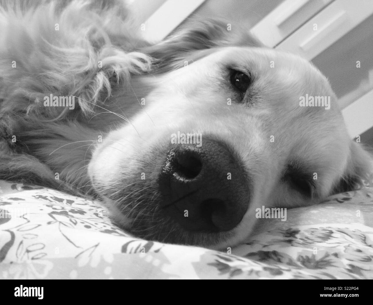 Golden retriever sleeping on bed Stock Photo