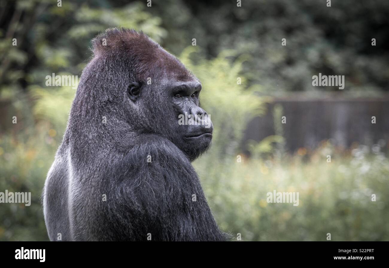 Gorilla profile hires stock photography and images Alamy