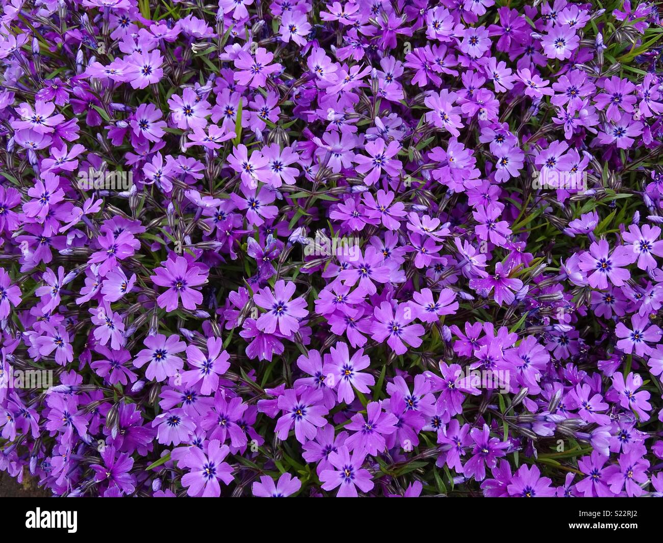 Alpine flowers Stock Photo