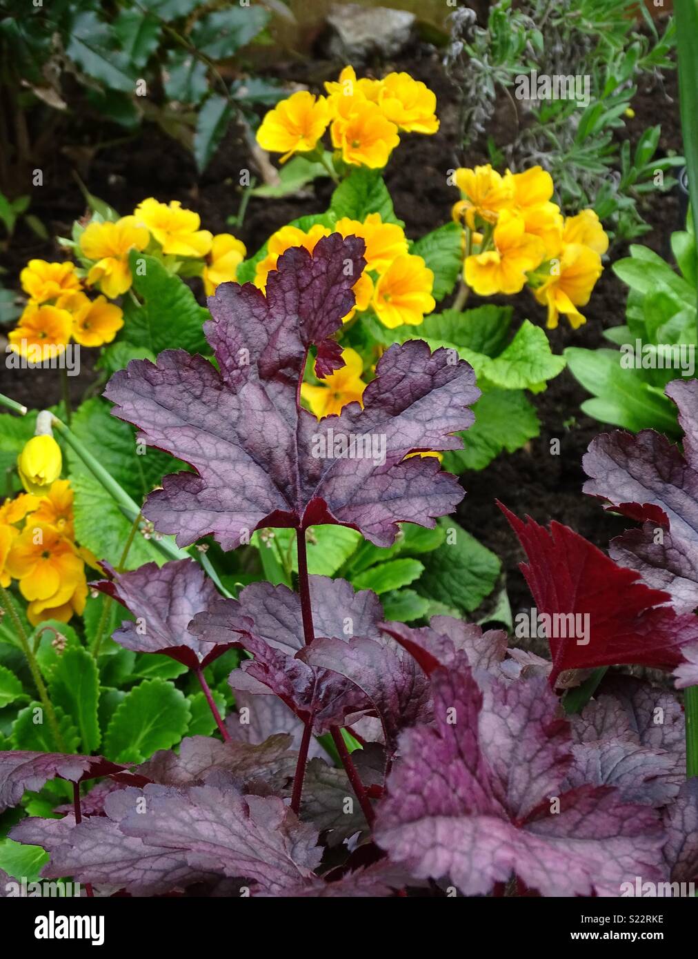 Colourful plants hi-res stock photography and images - Alamy