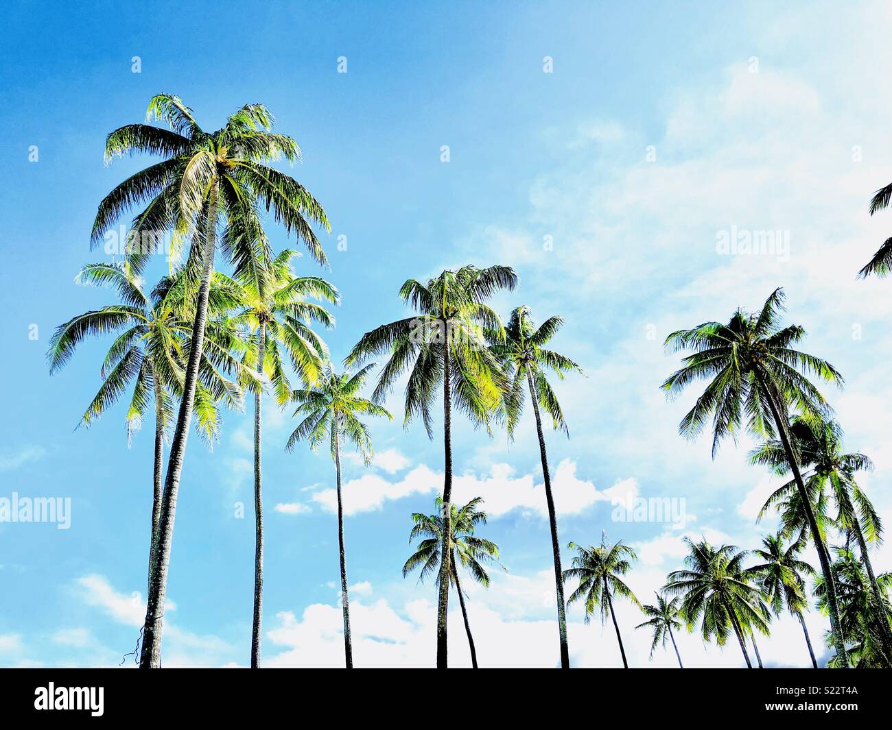 Palm Trees  against Blue Sky with scattered Clouds - Smartphone Captured Stock Image