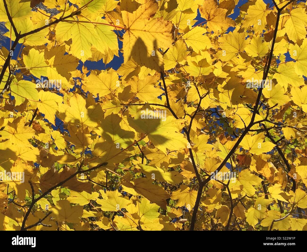 Canopy of golden leaves hi-res stock photography and images - Alamy