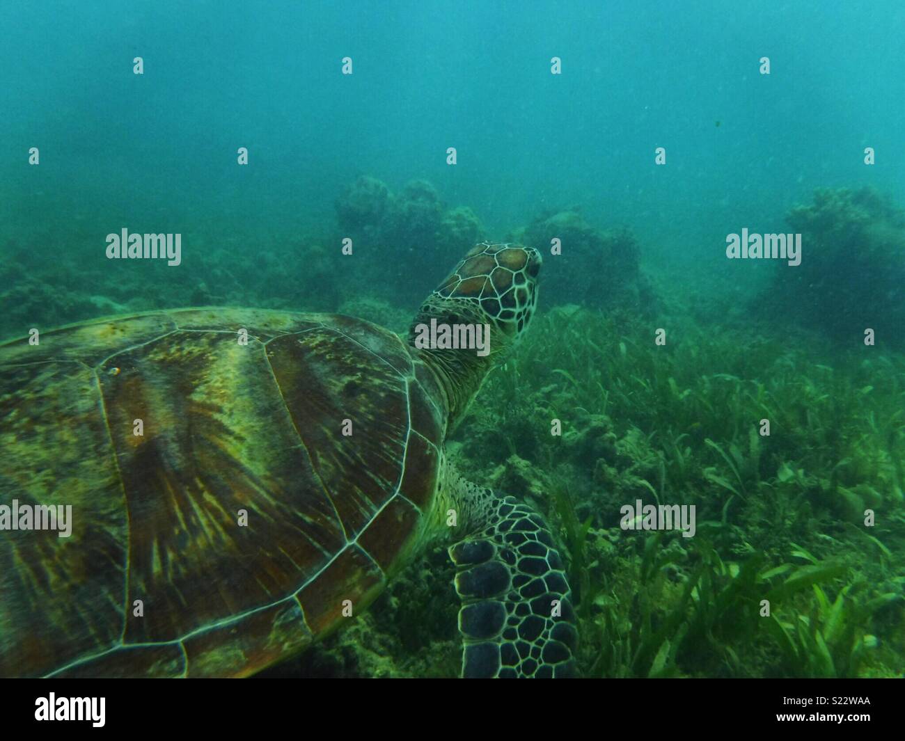 Turtle in Australia Stock Photo Alamy