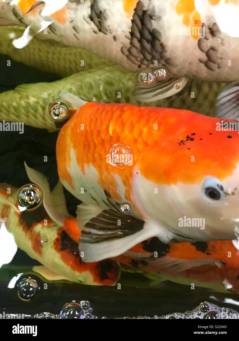 Large brightly coloured koi carp looking for food. Stock Photo