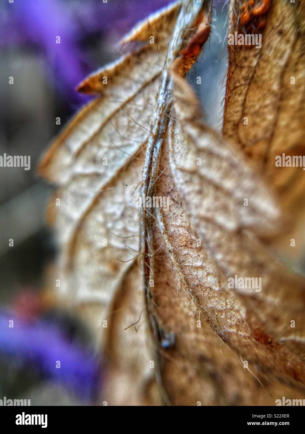 Leaf spine macro - Smartphone Captured Stock Image