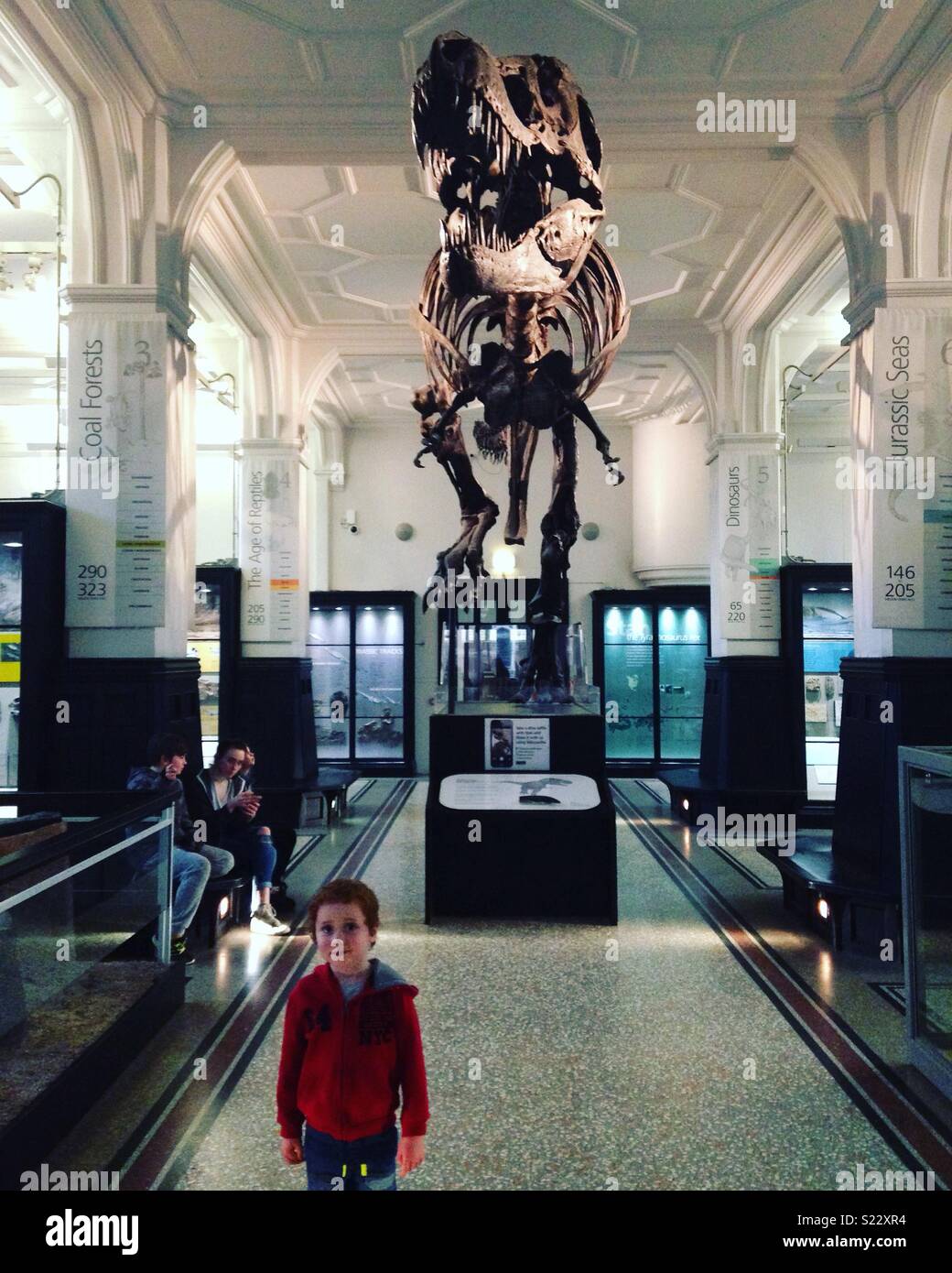 T-Rex skeleton at Manchester Museum Stock Photo
