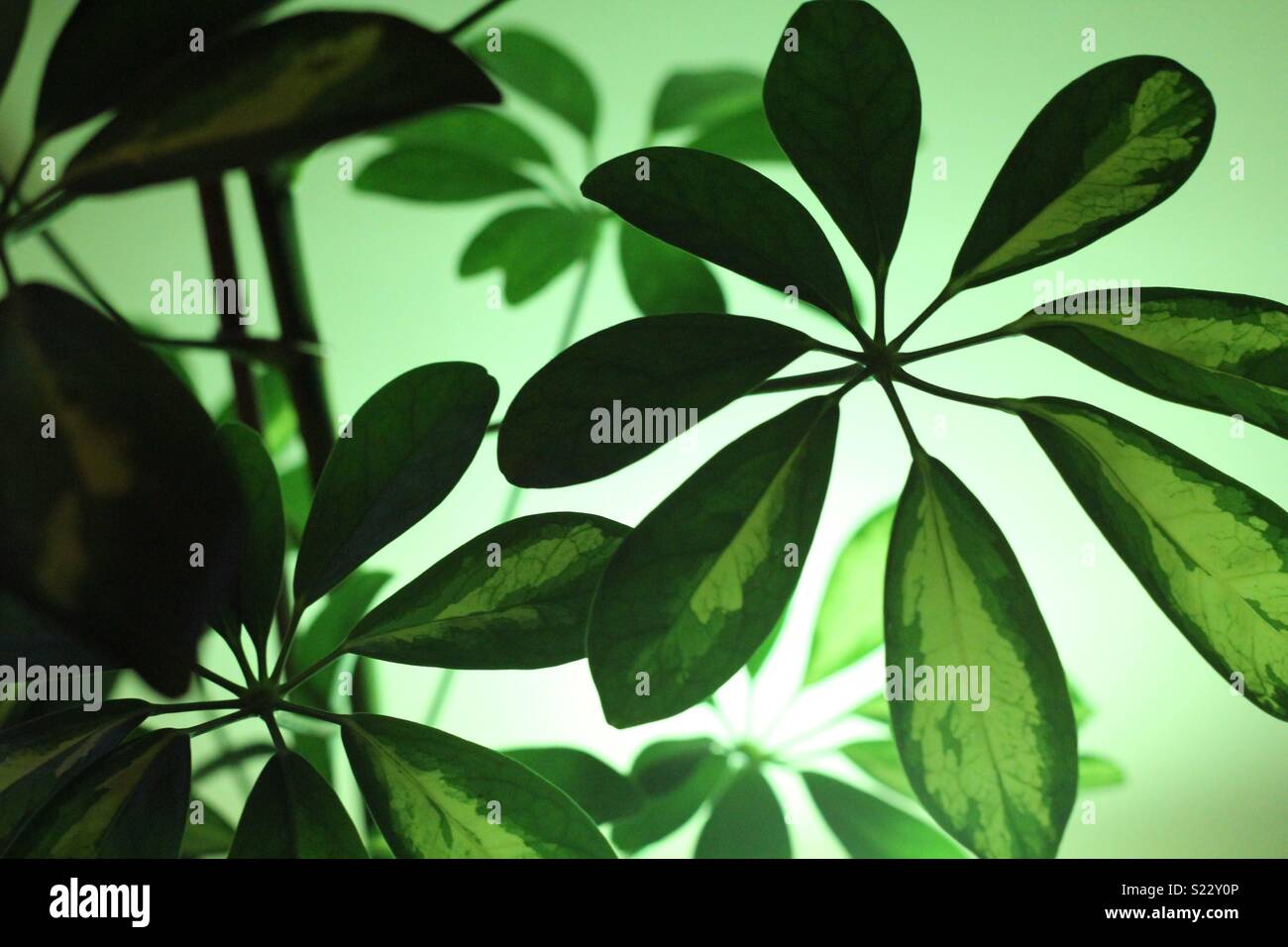 Houseplant leaves hi-res stock photography and images - Alamy