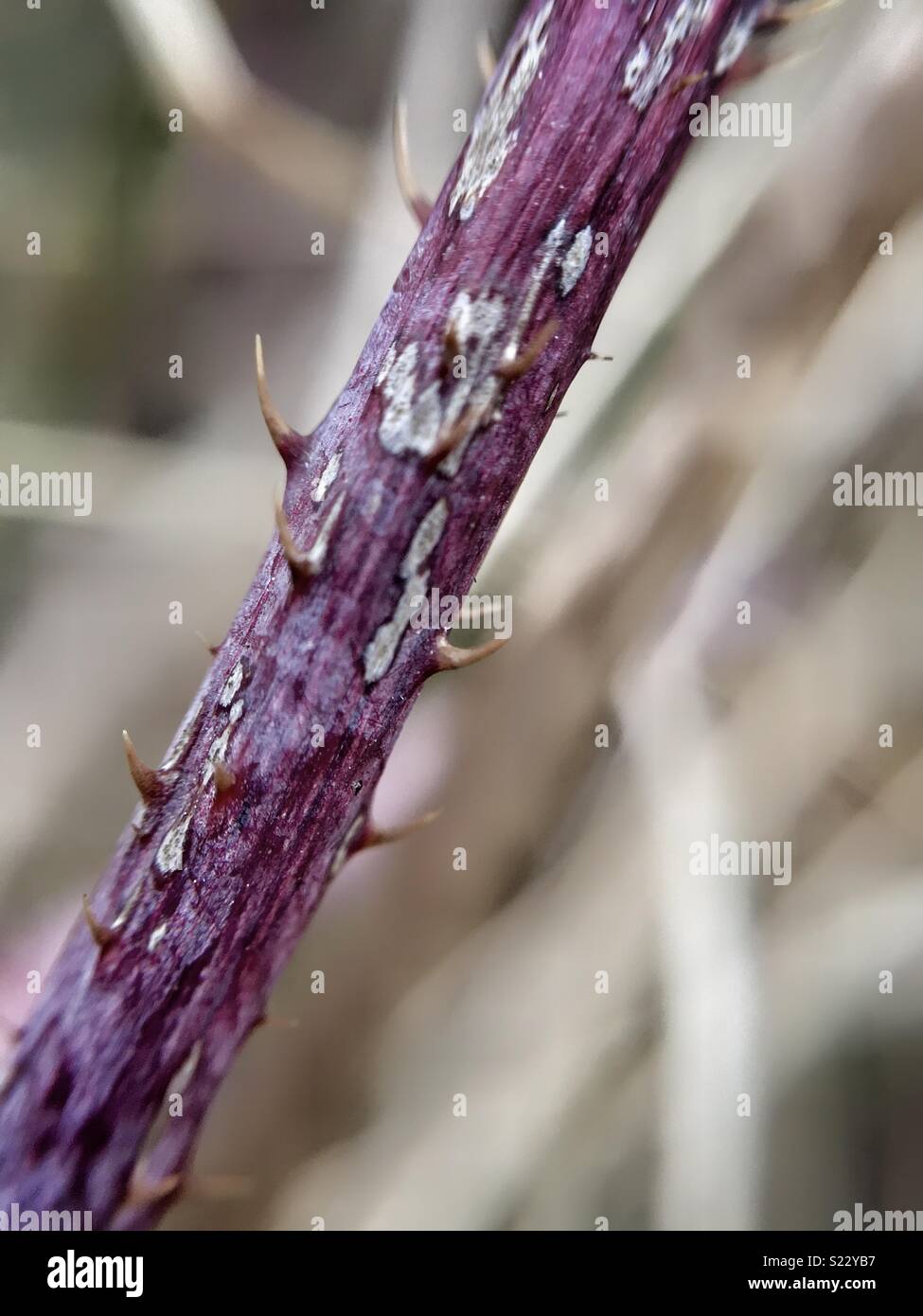 Thorns close-up - Smartphone Captured Stock Image