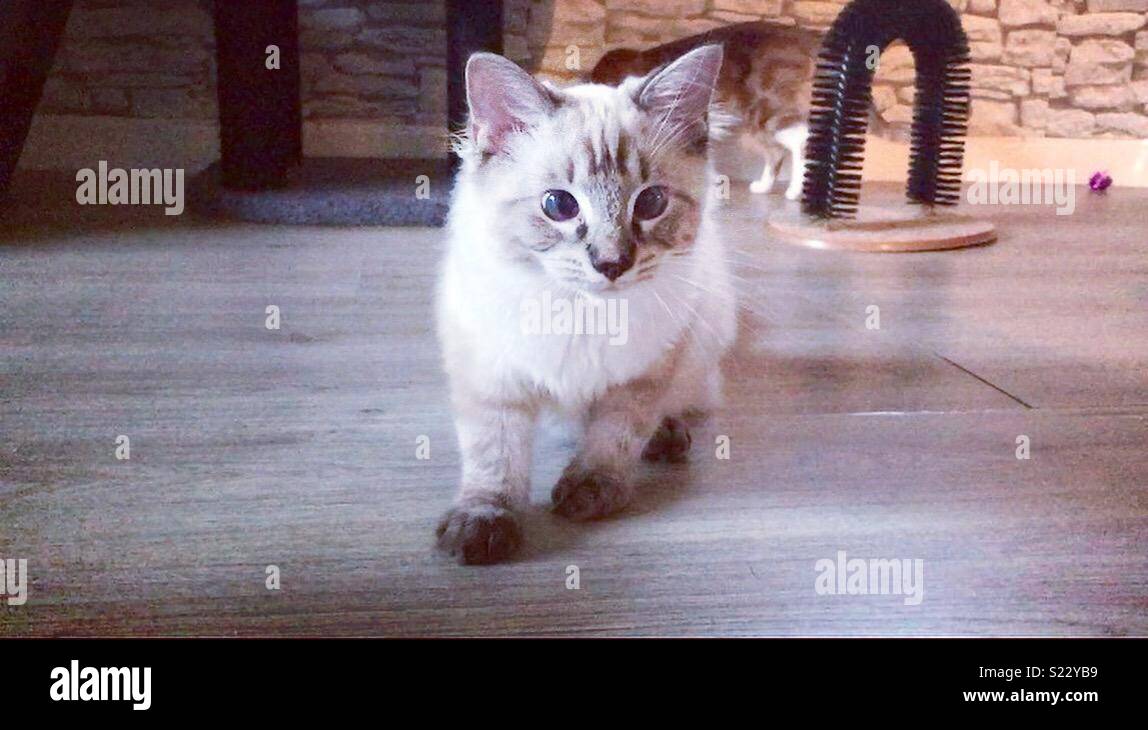 lynx ragdoll kitten