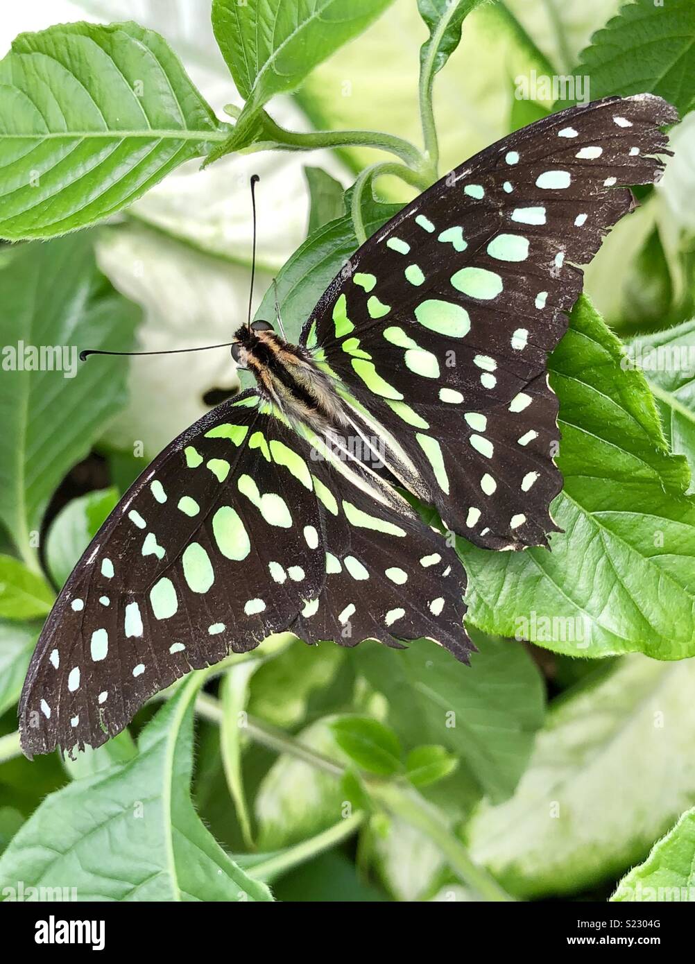 Close up butterfly Stock Photo