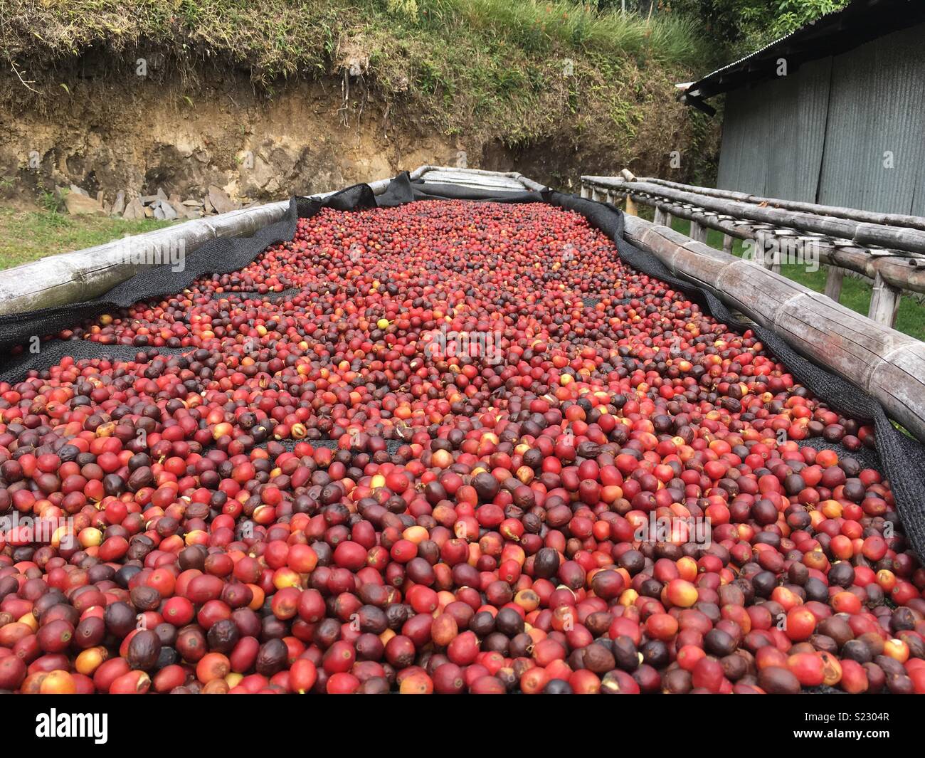Coffee cherries in their original form from a coffee farm in Panama