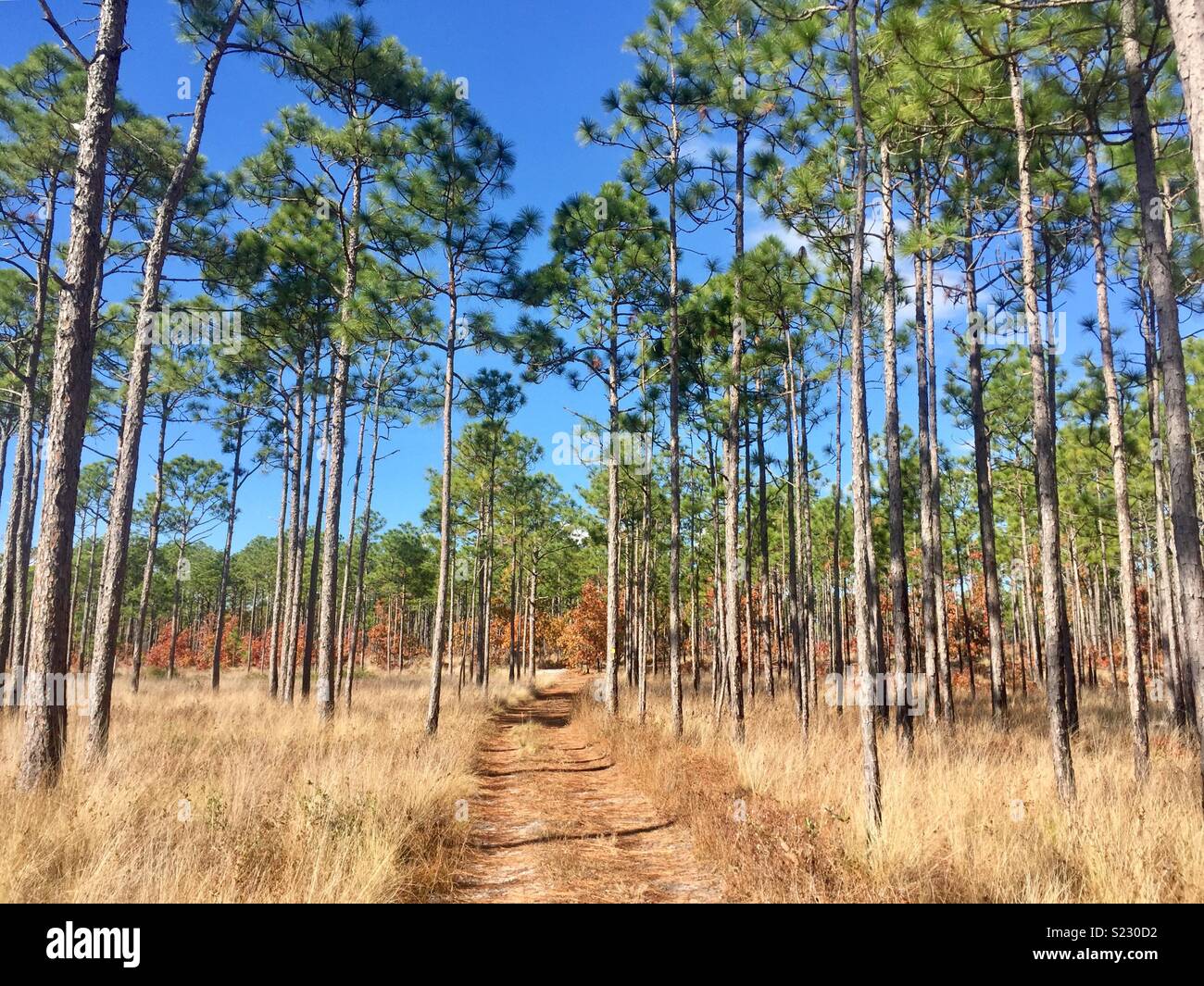 Dirt road through a pine forest Stock Photo