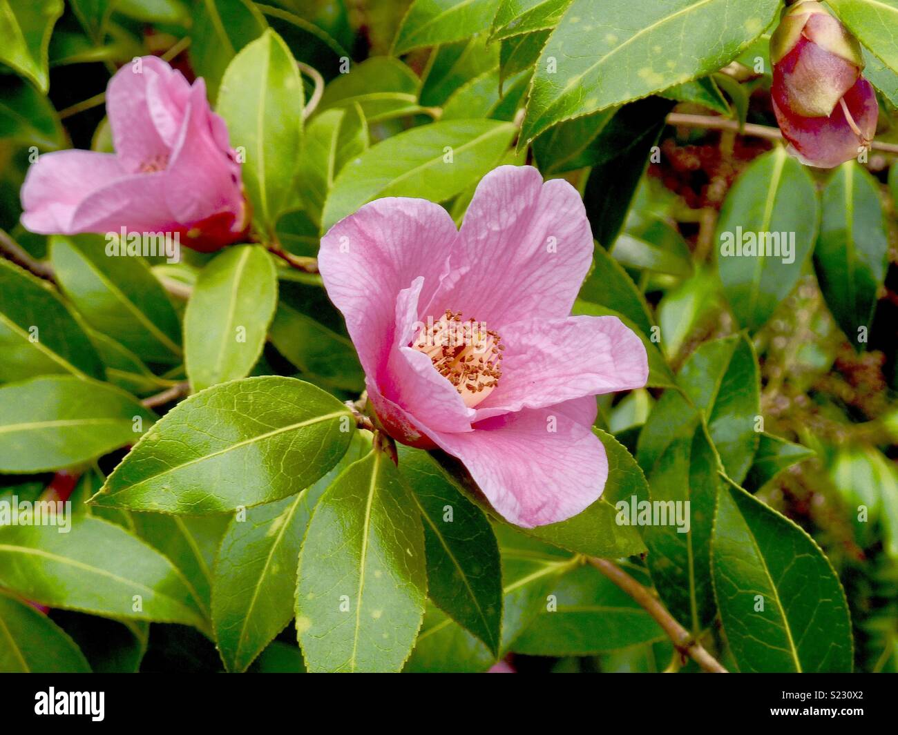 Prairie Rose. Spring The Botanical Gardens, Sheffield, UK Stock Photo