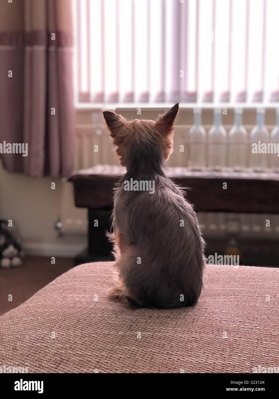 Dog sitting looking out of the window Stock Photo