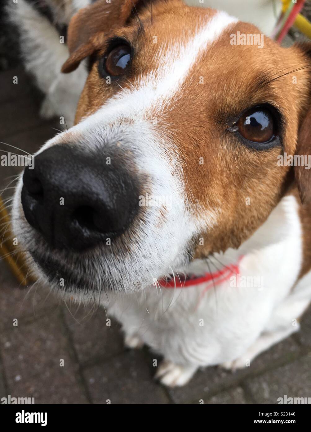 Close up doggy Stock Photo - Alamy