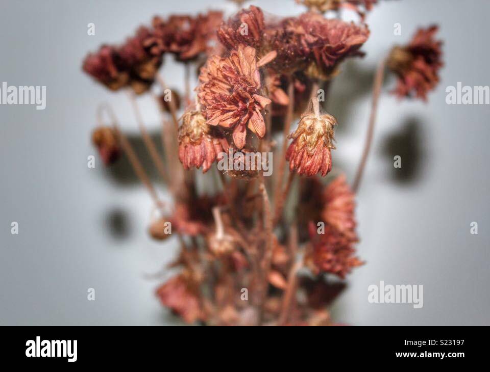 Dead or alive hires stock photography and images Alamy