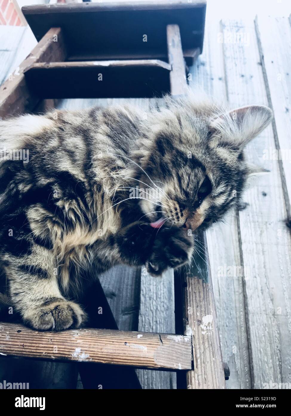 Cat on a ladder Stock Photo Alamy