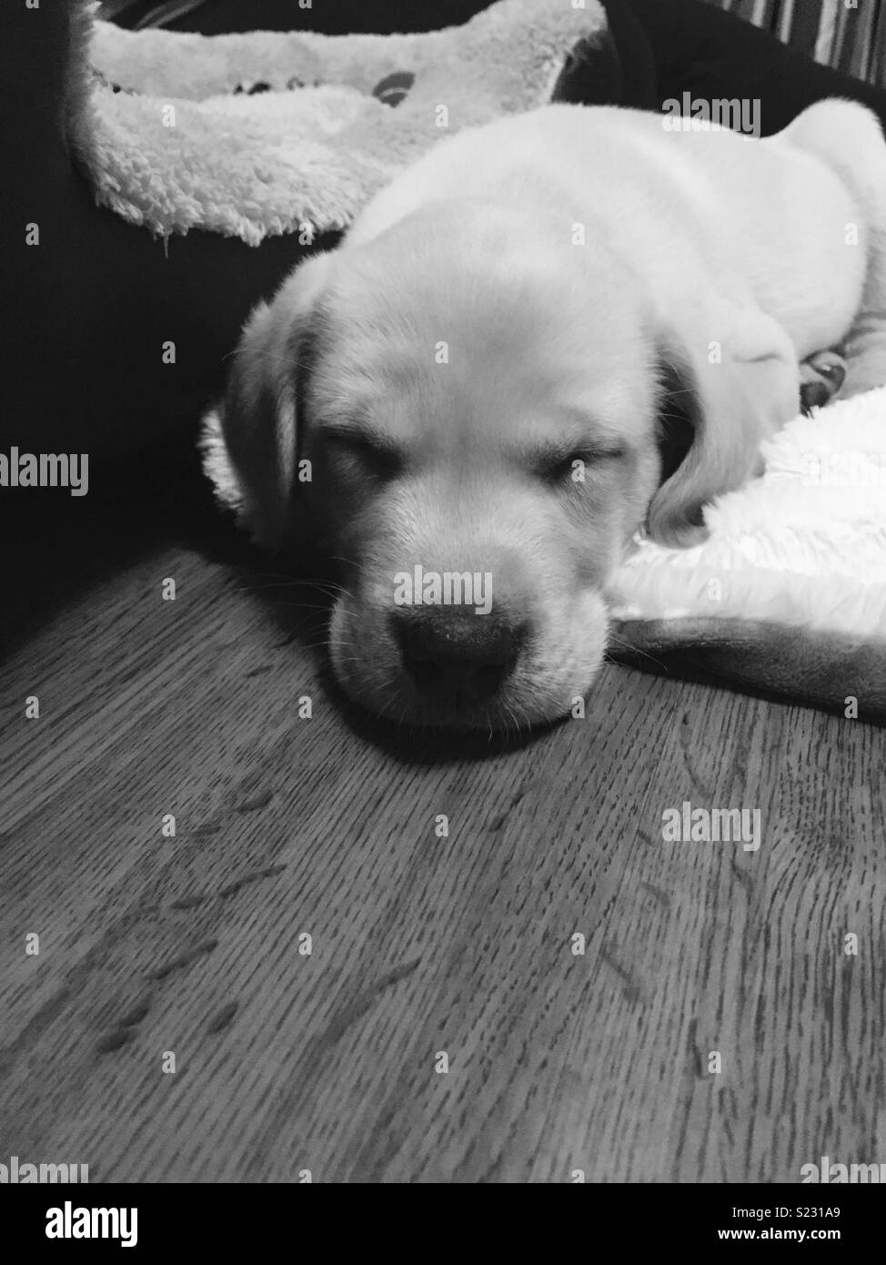 Labrador puppy Black and White Stock Photos & Images Alamy