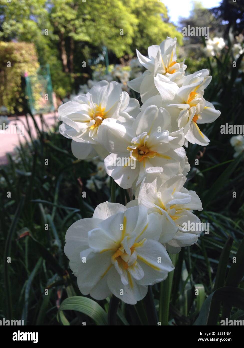 Beautiful double narcissus flowers Stock Photo