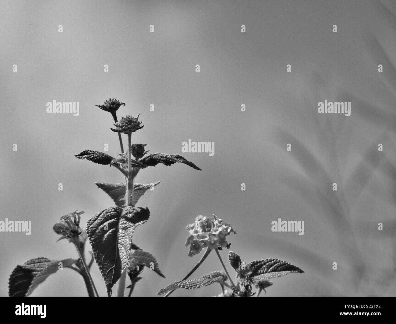 Black and white flowers Stock Photo Alamy