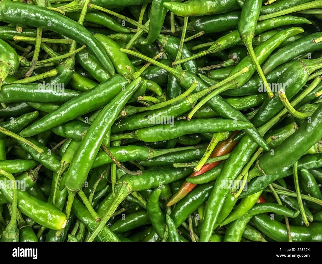 Chilli bird hires stock photography and images Alamy