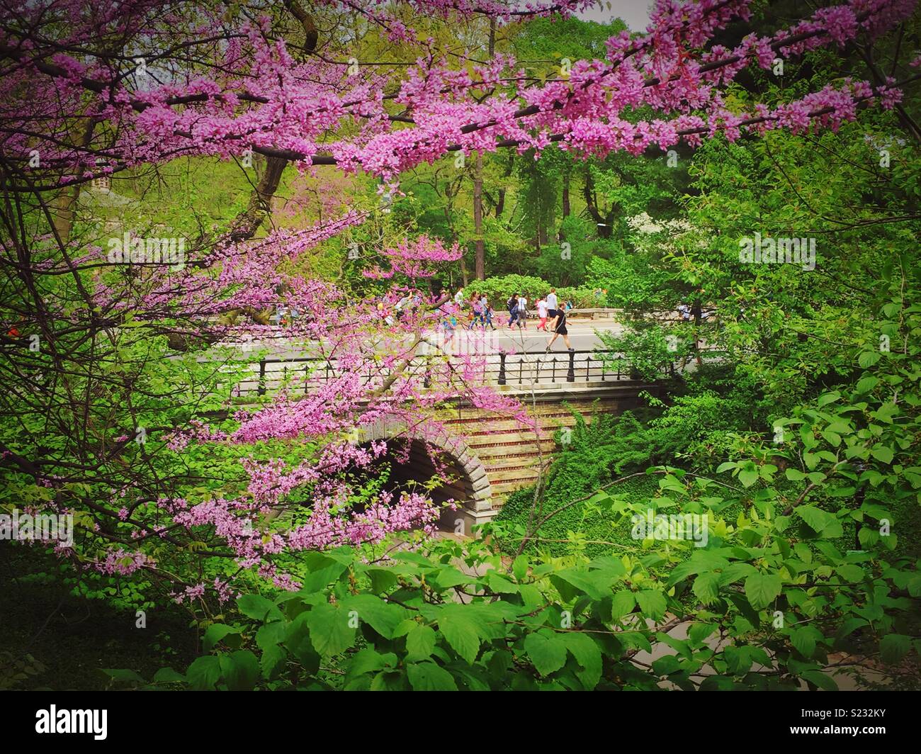 Play mates arch and sports activity is seen through a blooming redbud tree in Central Park, NYC, USA - Smartphone Captured Stock Image
