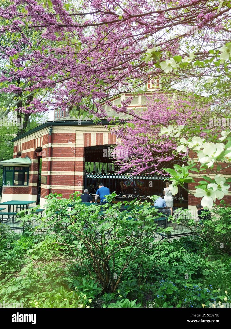 The carousel merry-go-round in Central Park is surrounded by blossoming trees in the spring time, NYC, USA - Smartphone Captured Stock Image