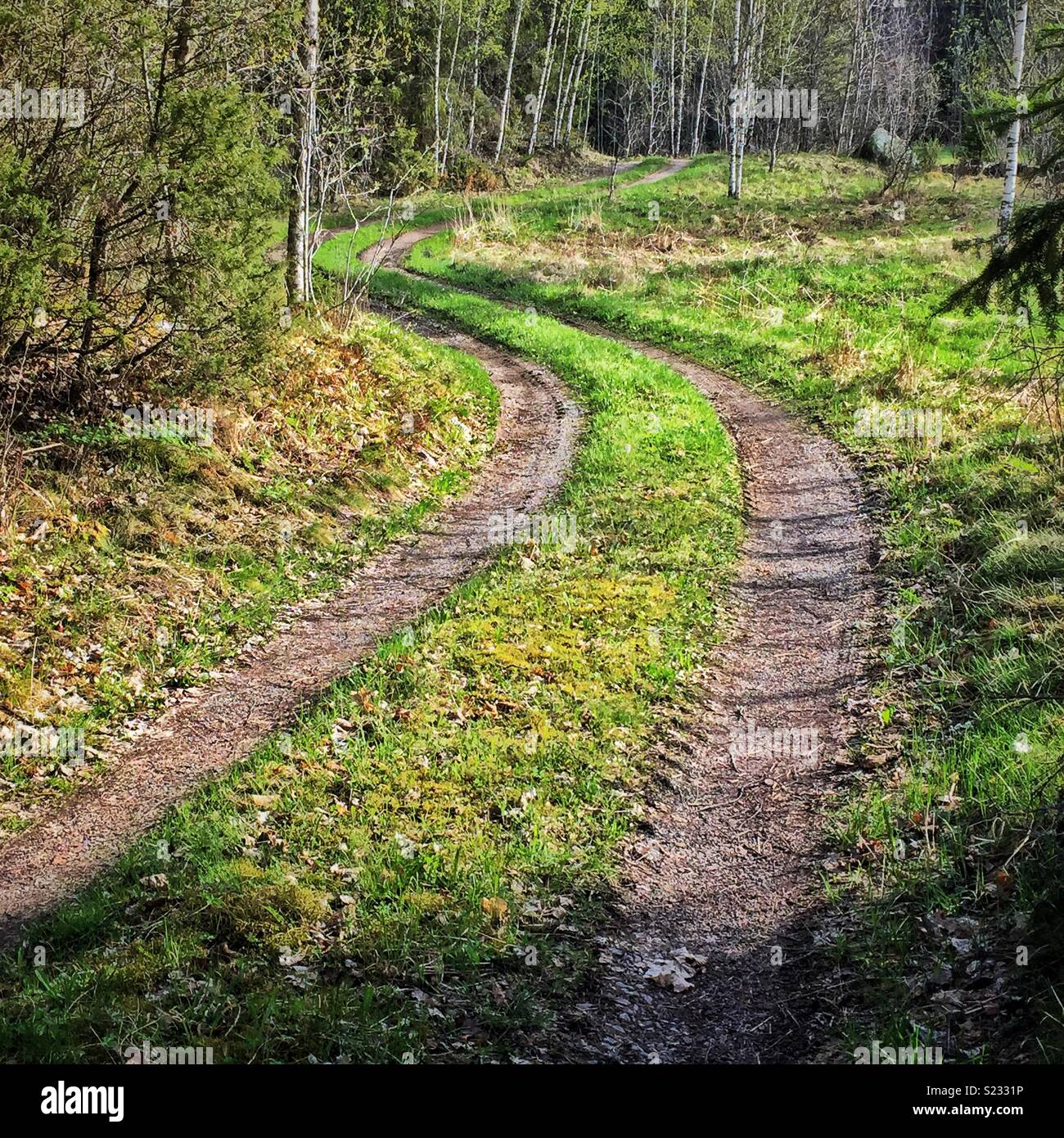 Forest road - Smartphone Captured Stock Image