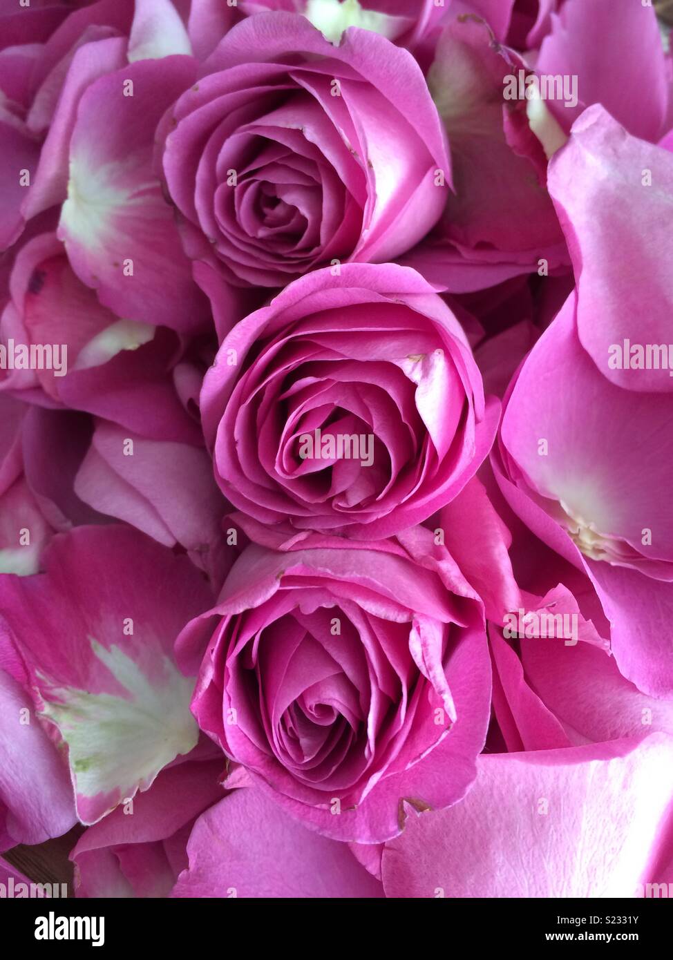 Pink roses amongst petals Stock Photo