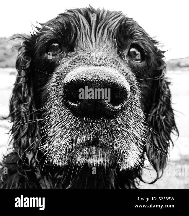 Salty sea dog hires stock photography and images Alamy