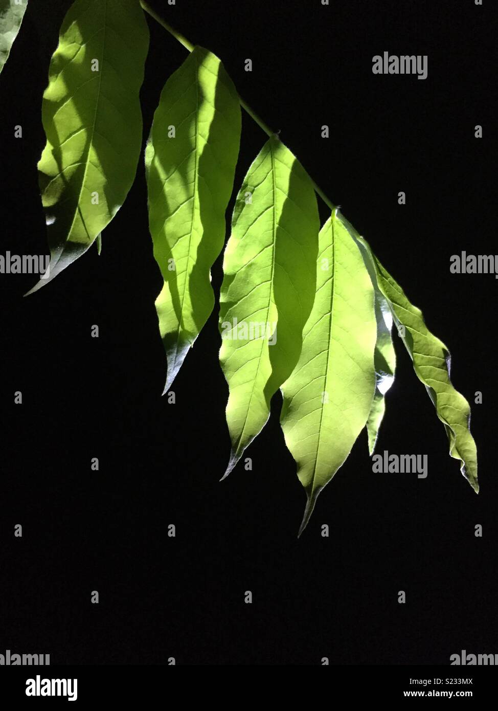 Wisteria leaves on black background with dramatic lighting. - Smartphone Captured Stock Image Wisteria leaves on black background with dramatic lighting. - Smartphone Captured Stock Image