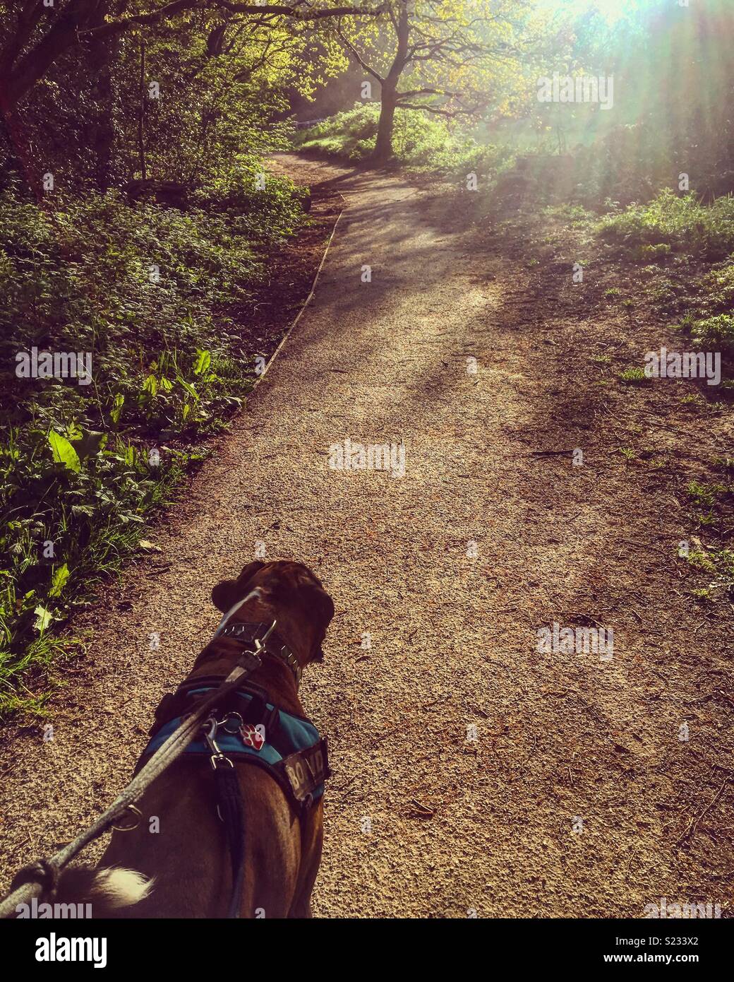 Boxer Dog Walk Stock Photo Alamy