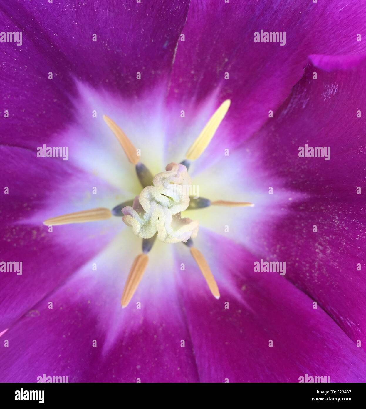 Tulip flower pattern hires stock photography and images Alamy